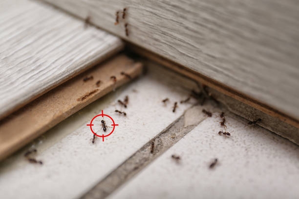 Best Termite Control Services  in Tracyton, WA