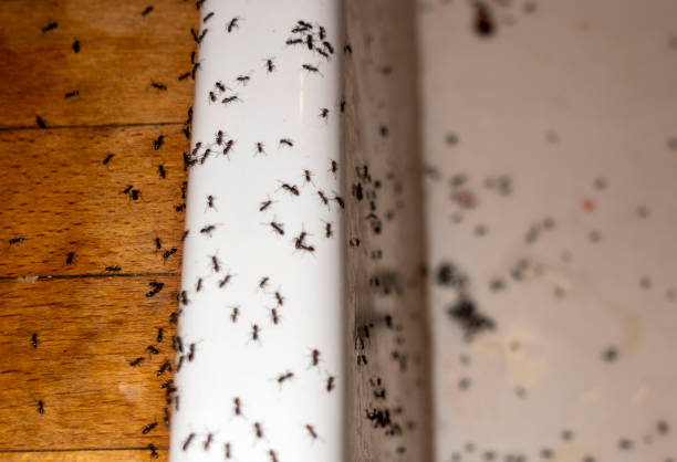 Best Pest Inspection Near Me  in Tracyton, WA