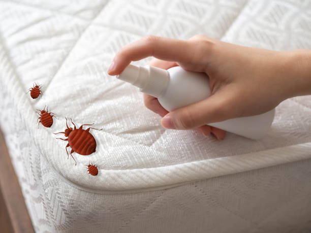 Best Flea Control Services  in Tracyton, WA